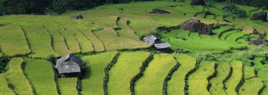 Vietnamese rice fields landscape